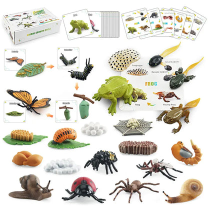 Set Educativo Ciclo di Vita degli Insetti. Gioco Scientifico Montessori per Bambini Curiosi